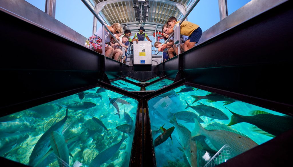 Ride A Glass-Bottom Boat To See The Reef