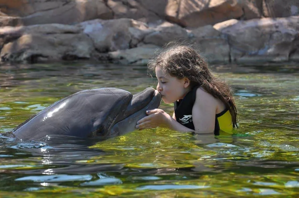 Swim with Dolphins at Dolphin Cove 