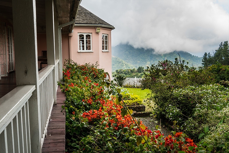 Visit a Blue Mountain Coffee farm - 50 Best Things to do in Jamaica