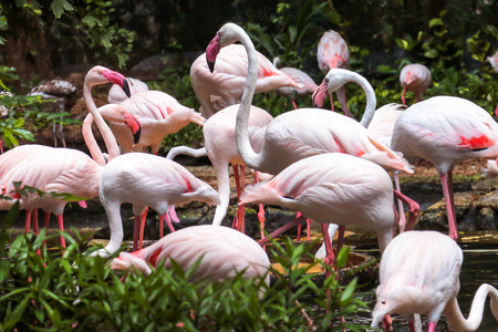 the Dusit Zoo birds