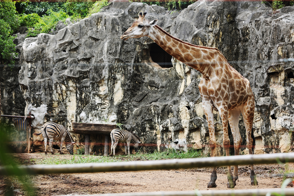 the Dusit Zoo