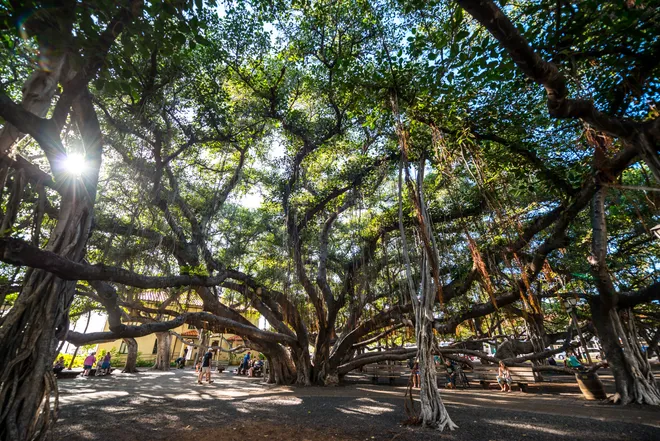 The famous Banyan Tree in Lahania