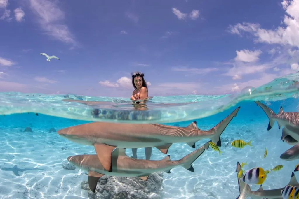 swimming with Blacktip Reef Sharks in bora bora