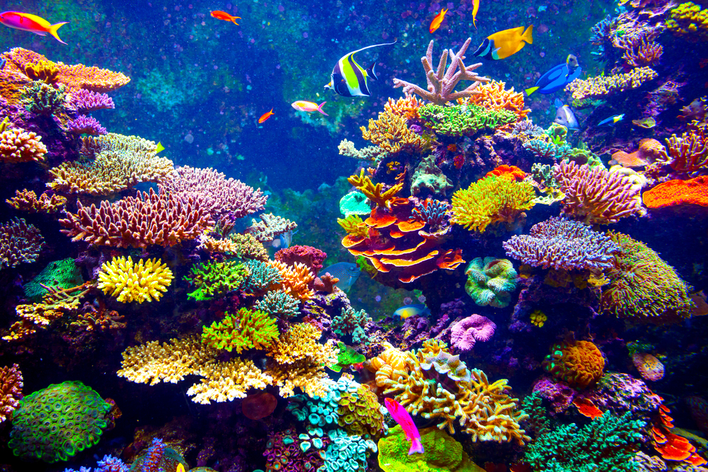 Coral Reefs of Bora Bora