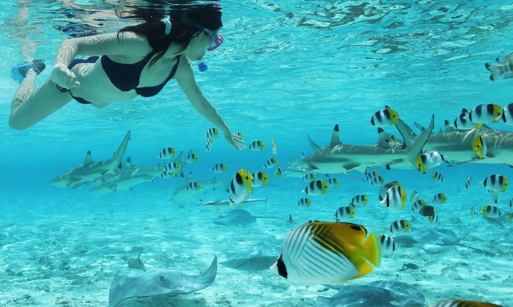 Eco Shark Snorkelling Stingray Safari