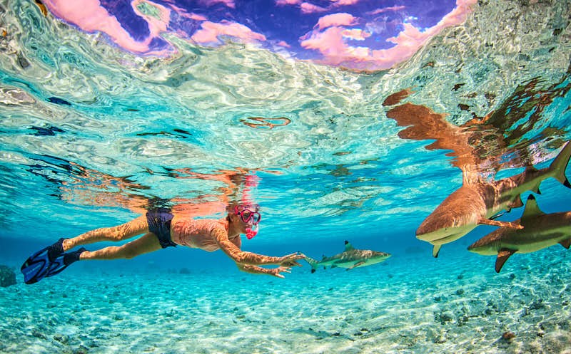 swimming with Lemon Sharks in bora bora