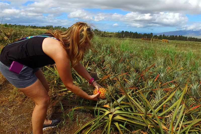 Maui Pineapple Tour