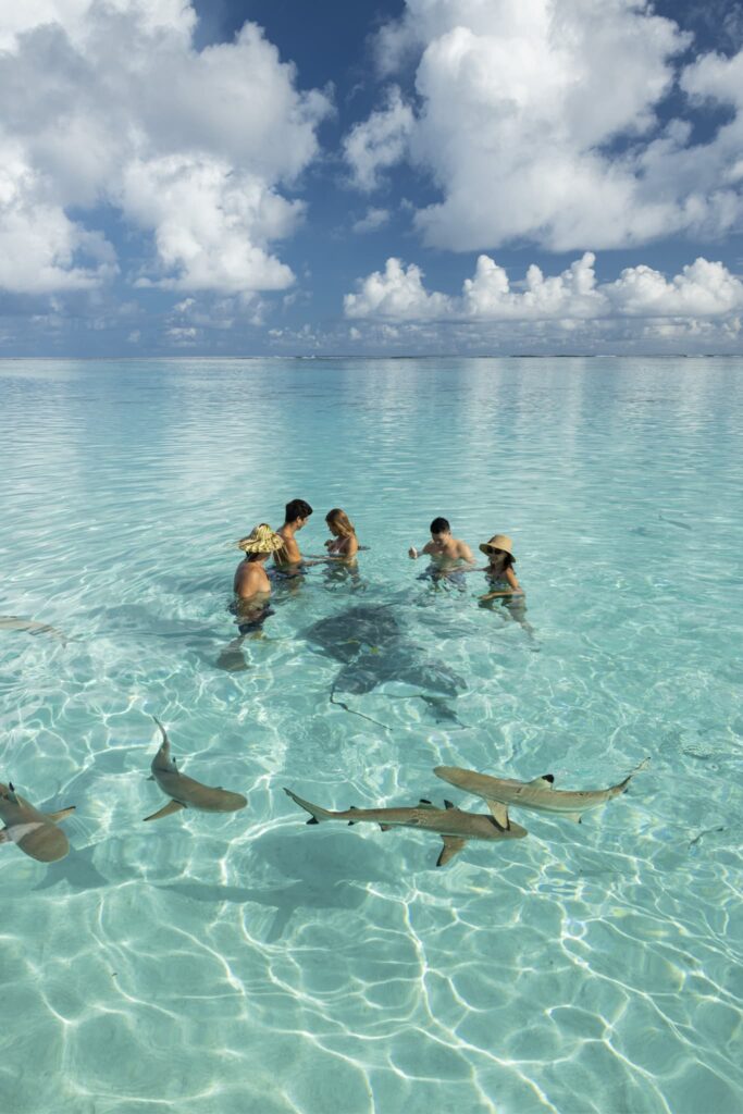 Swim with Sharks in Bora Bora