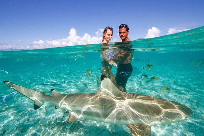Swimming With Sharks In Bora Bora