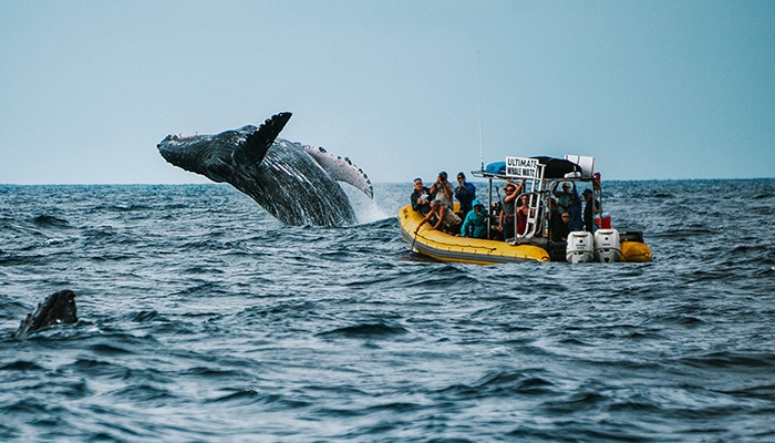 Whale Watching in Maui