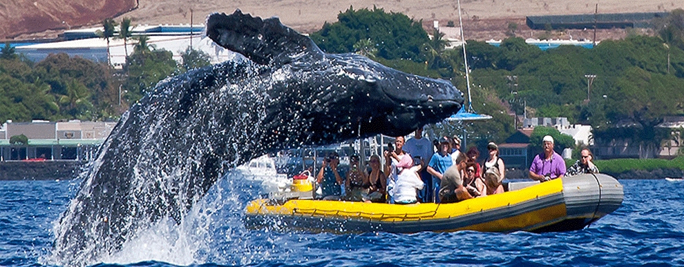 Whale Watching And Rafting