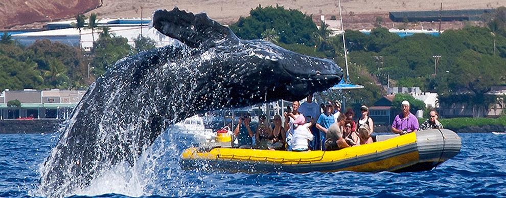 Whale Watching and rafting