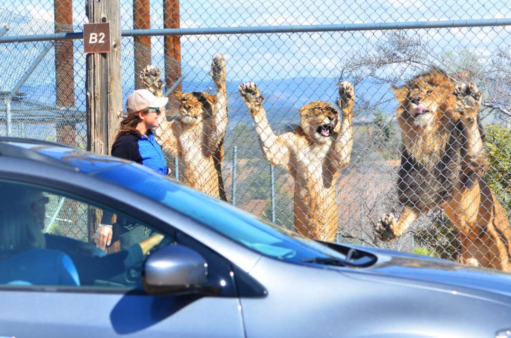 Out of Africa Wildlife Park