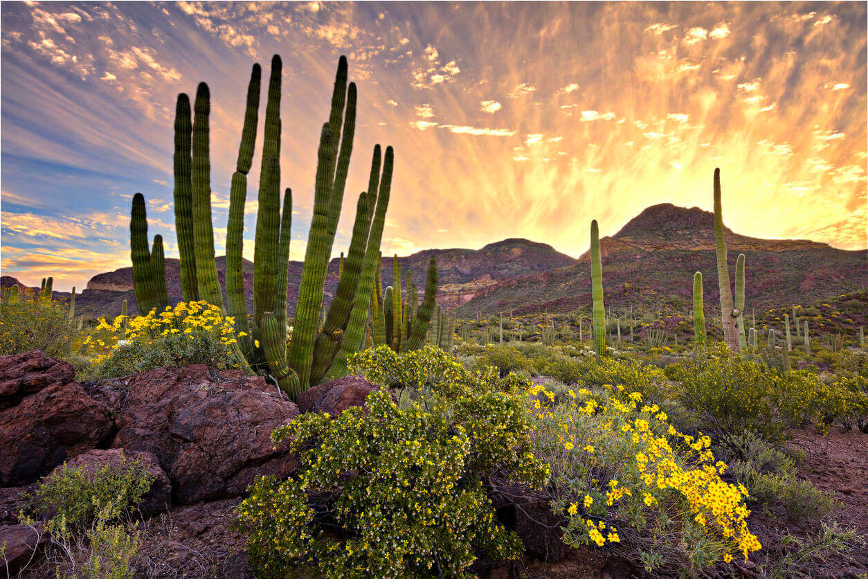 Best Things To Do In Arizona: Explore Arizona Attraction 2024