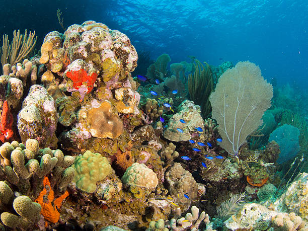 Coral Reefs in St. John