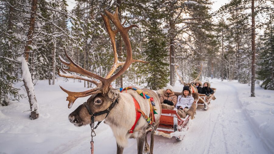 Ride Through a Snowy Forest on a Reindeer Sleigh