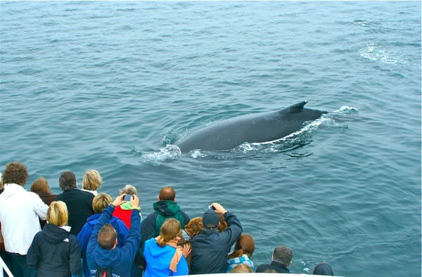 santa barbara Whale Watching